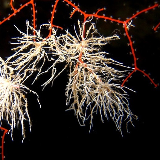 Колония трубчатых червей на горгониевом коралле.