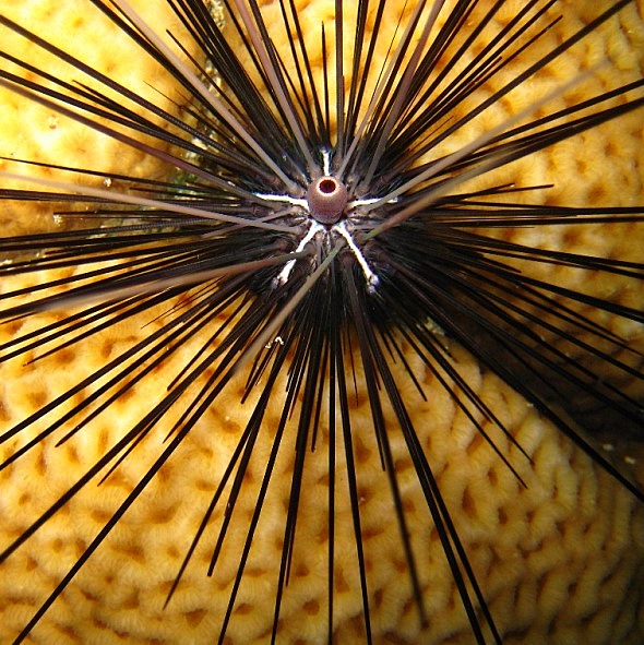 Диадемовый морской ёж. Диадемовый морской ёж.