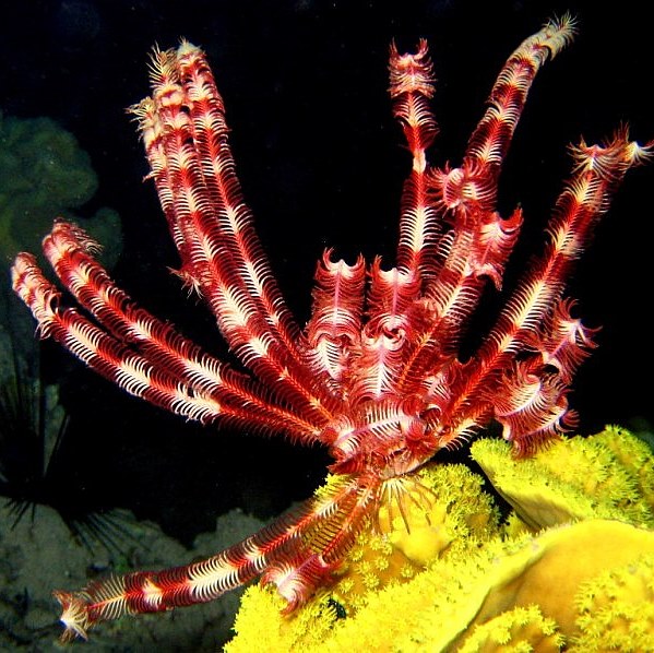 Морская лилия.