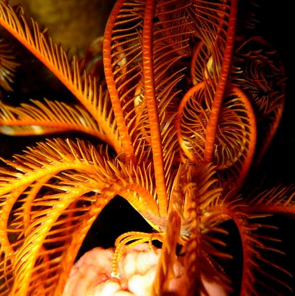 Морская лилия. Морская лилия.