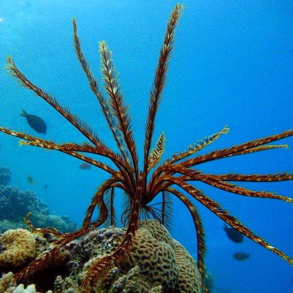 Сумерки, морские лилии выходят на риф. Сумерки, морские лилии выходят на риф.