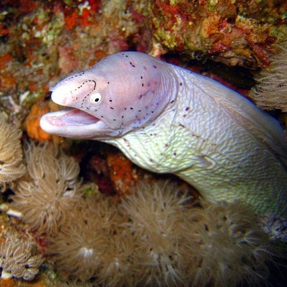 Перечная мурена. Перечная мурена.