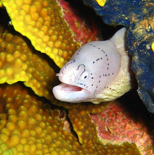 Перечная мурена. Перечная мурена.