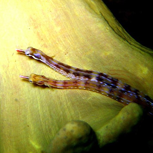 Морские иглы. Морские иглы.