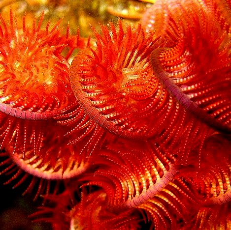 Свернувшаяся в свете фонаря морская лилия. Свернувшаяся в свете фонаря морская лилия.