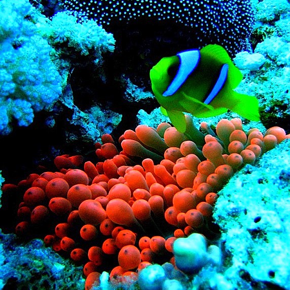 Красная актиния. Красная актиния.