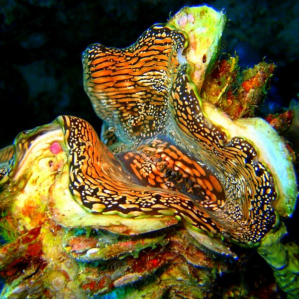 Моллюск Тридакна. Моллюск Тридакна.