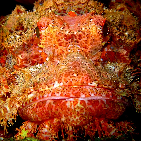 Скорпенопс. Скорпенопс.