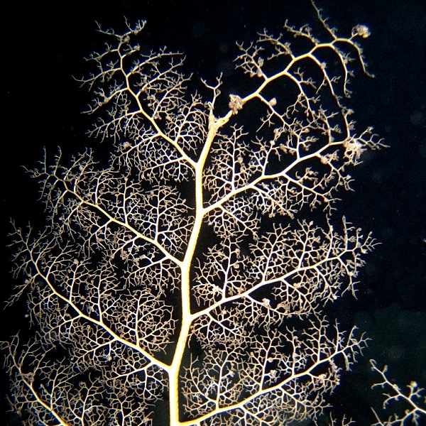 "Ветка" офиуры-Горгоноцефала. "Ветка" офиуры-Горгоноцефала.