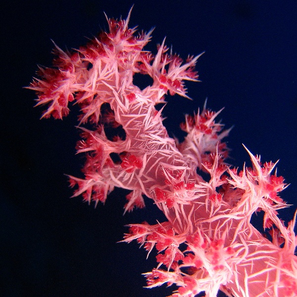 Мягкий древовидный коралл. Мягкий древовидный коралл.