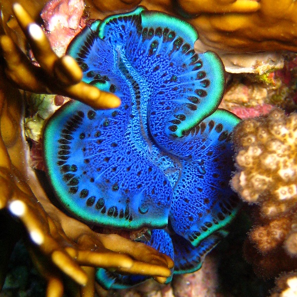 Моллюск Тридакна. Моллюск Тридакна.