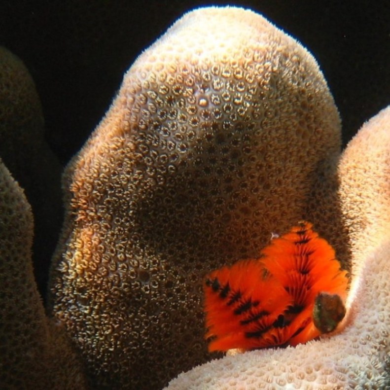 Червь Новогодняя ёлка в коралле. Червь Новогодняя ёлка в коралле.