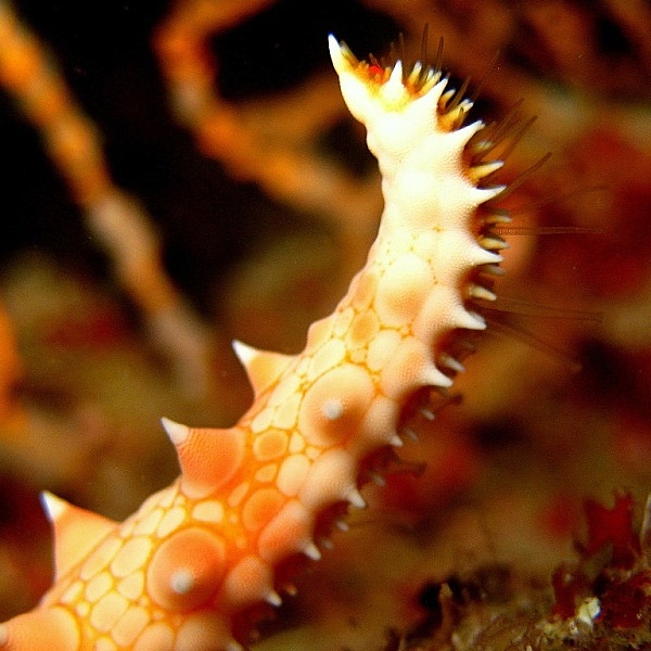 Лучь морской звезды. Лучь морской звезды.