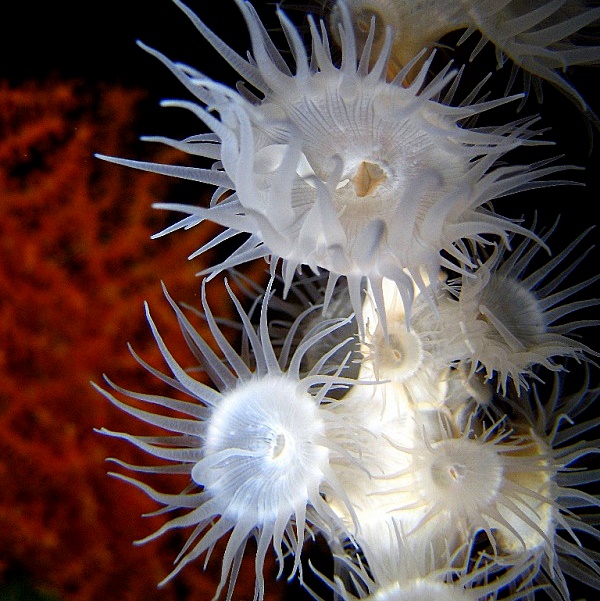 Ночные актинии. Ночные актинии.