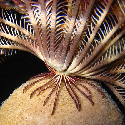 "Корни" морской лилии. "Корни" морской лилии.