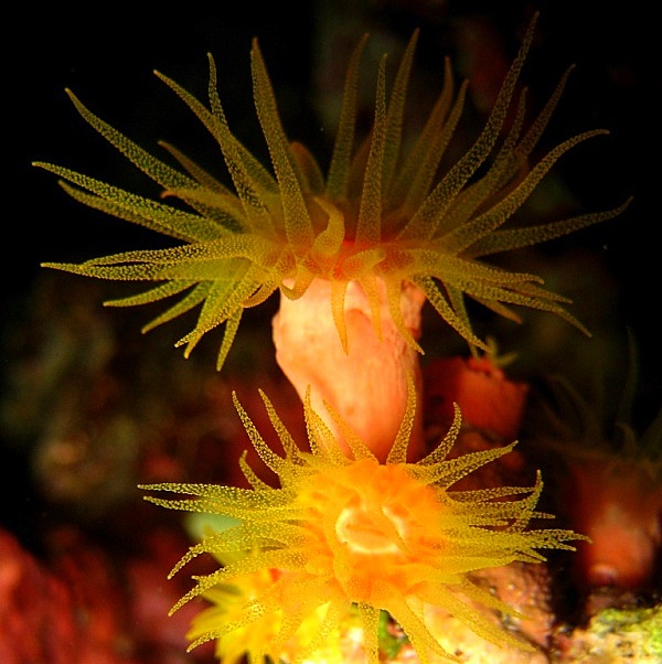 Ночной Солнечный коралл. Ночной Солнечный коралл.