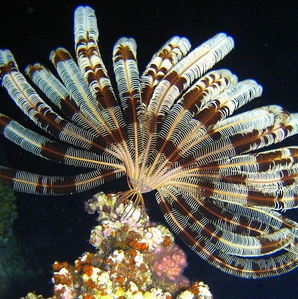 Морская лилия, ночь. Морская лилия, ночь.