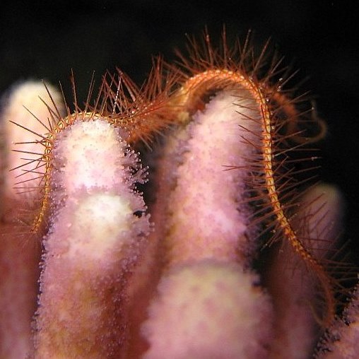 Офиура на коралле. Офиура на коралле.