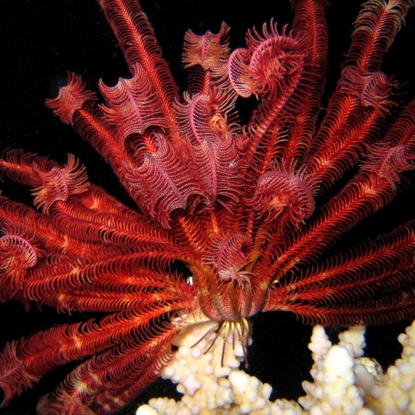 Морская лилия, ночь. Морская лилия, ночь.