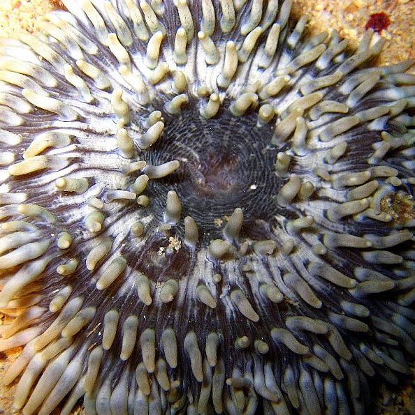 Такая вот актиния. Такая вот актиния.