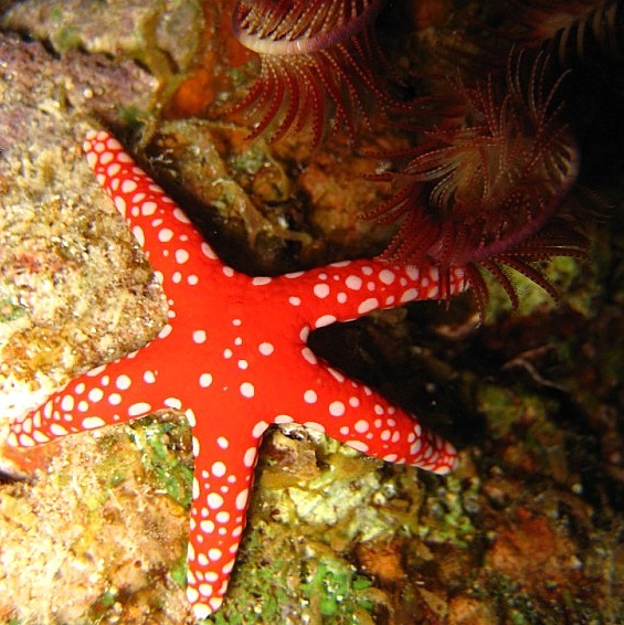 Морская звезда. Морская звезда.