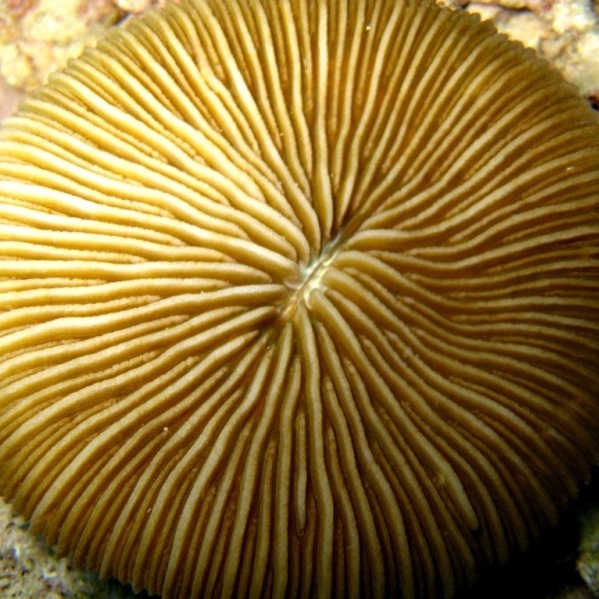 Одиночный кораловый полип Фунгия. Одиночный кораловый полип Фунгия.