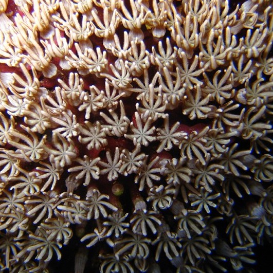 Корал Органчик. Корал Органчик.