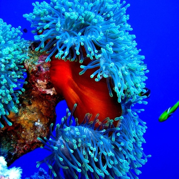 Великолепная ковровая актиния. Великолепная ковровая актиния.