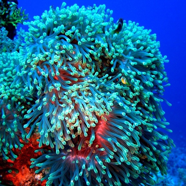 Великолепная ковровая актиния. Великолепная ковровая актиния.