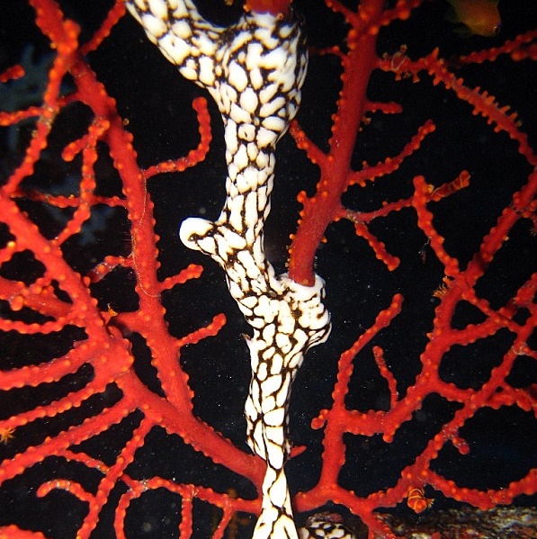 Колониальные асцидии на ветке коралла. Колониальные асцидии на ветке коралла.