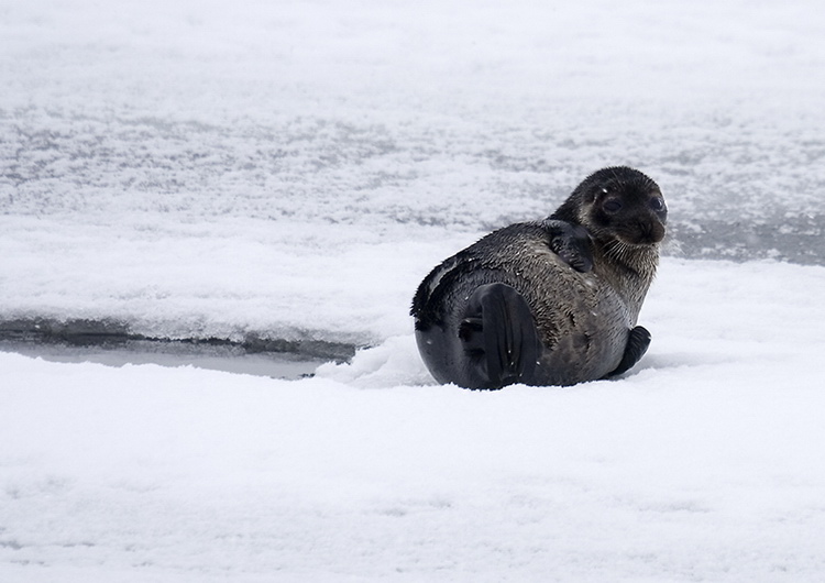 Полярный круг, Нильма, 16 - 18 марта 2007 Полярный круг, Нильма, 16 - 18 марта 2007