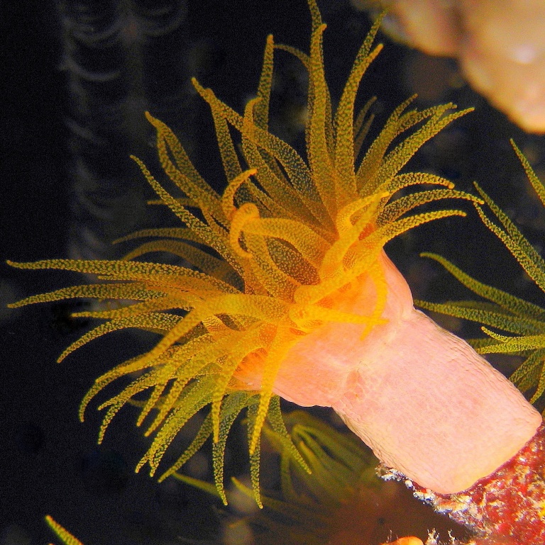 Солнечный коралл. Солнечный коралл.