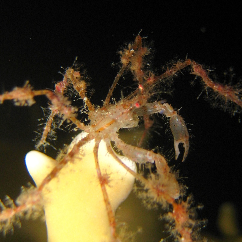 Шипастый краб-паук. Шипастый краб-паук.