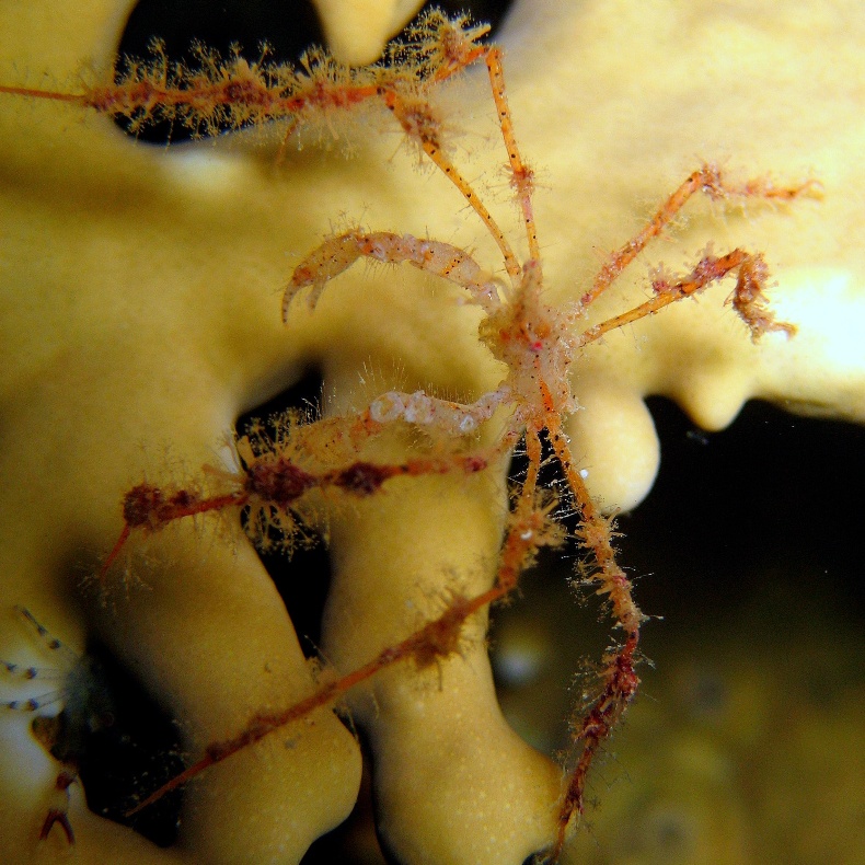 Шипастый краб-паук. Шипастый краб-паук.