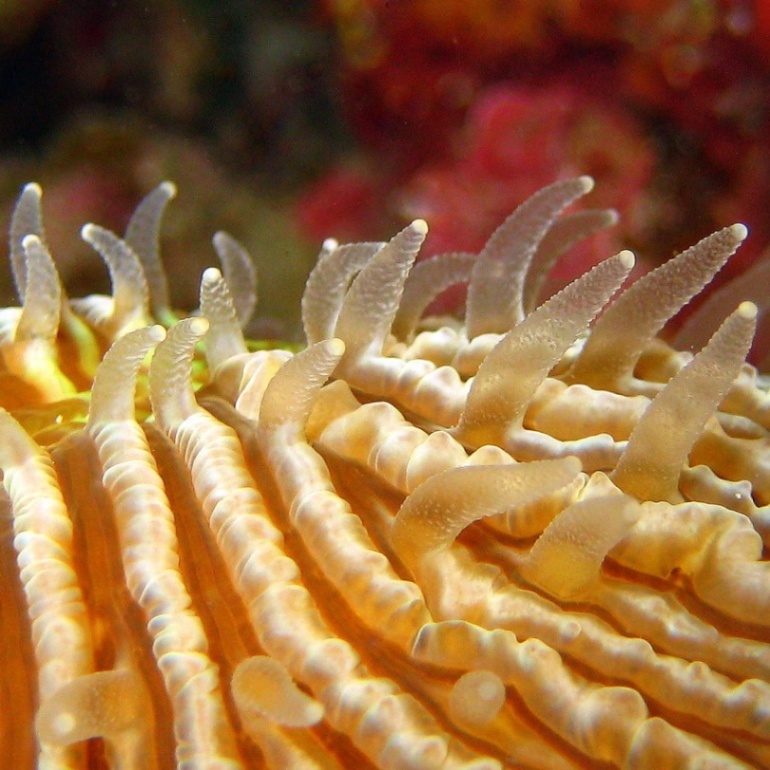 Грибовидный коралл ночью. Грибовидный коралл ночью.