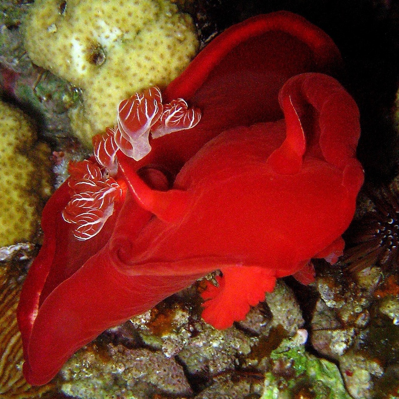 Испанский танцор. Испанский танцор.