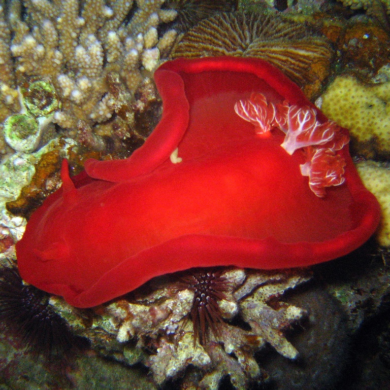 Испанский танцор. Испанский танцор.