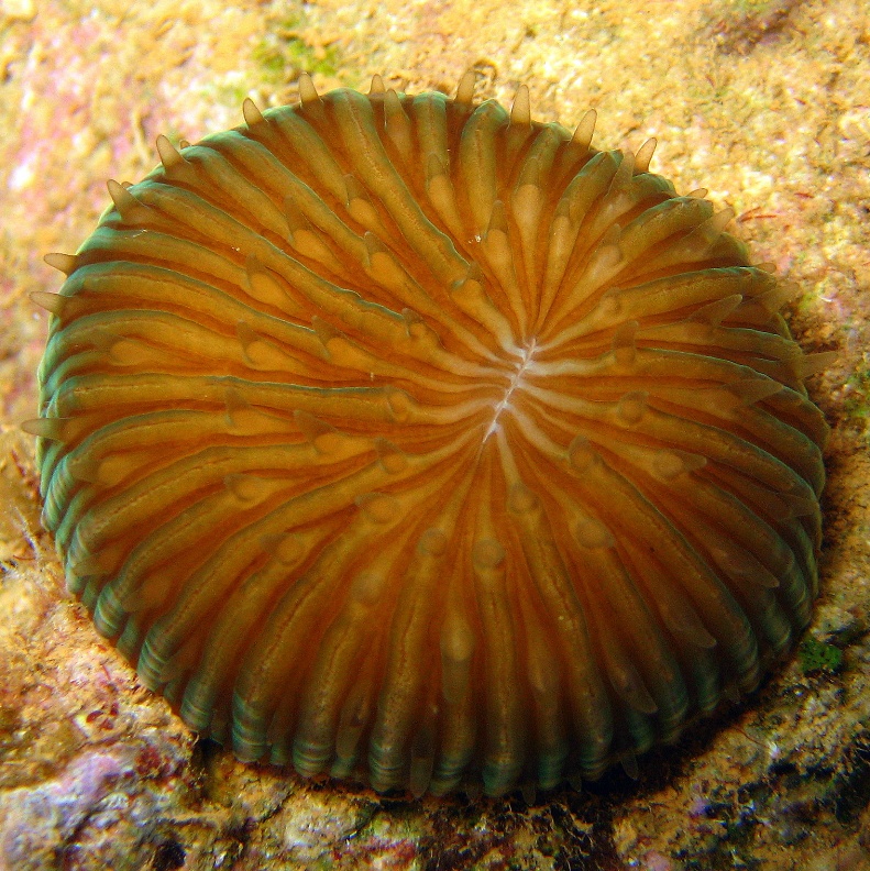 Грибовидный коралл ночью. Грибовидный коралл ночью.