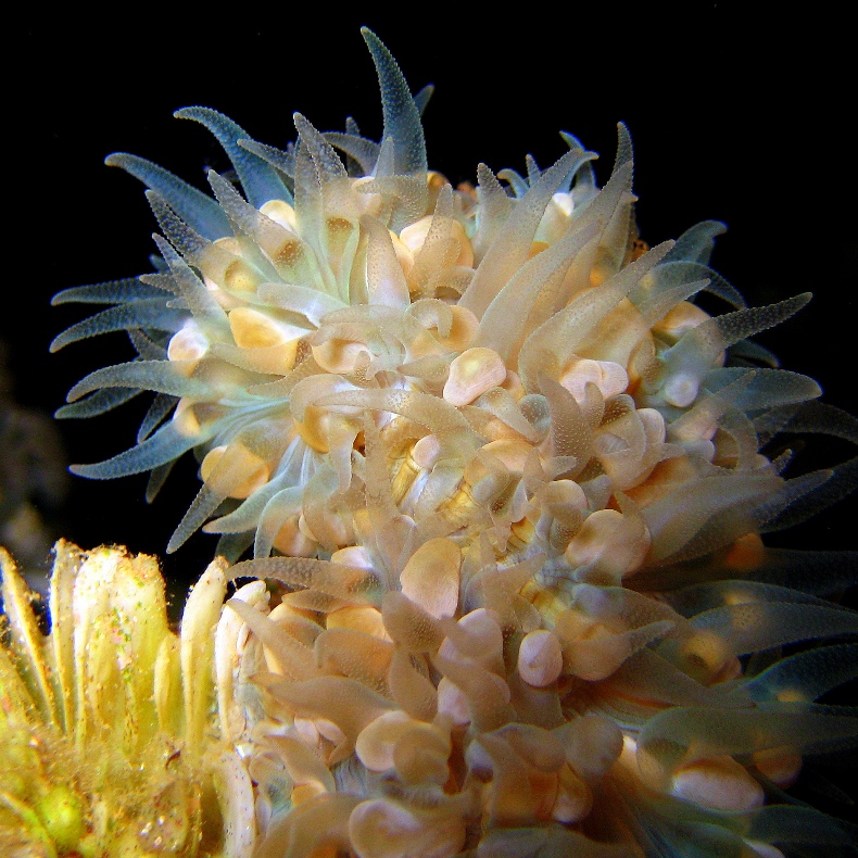 Пузырчатый коралл ночью. Пузырчатый коралл ночью.