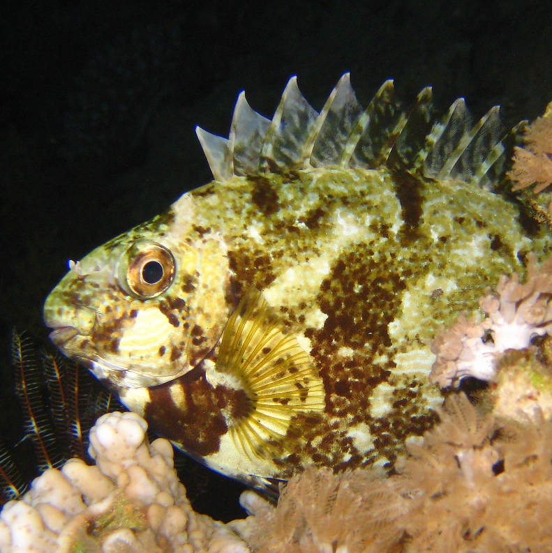 Рыба-попугай спит на рифе. Рыба-попугай спит на рифе.