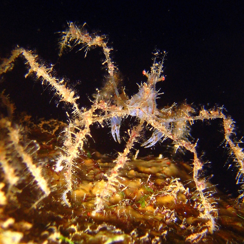 Шипастый краб-паук. Шипастый краб-паук.