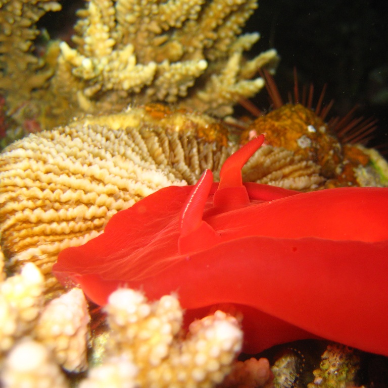 Испанский танцор. Испанский танцор.