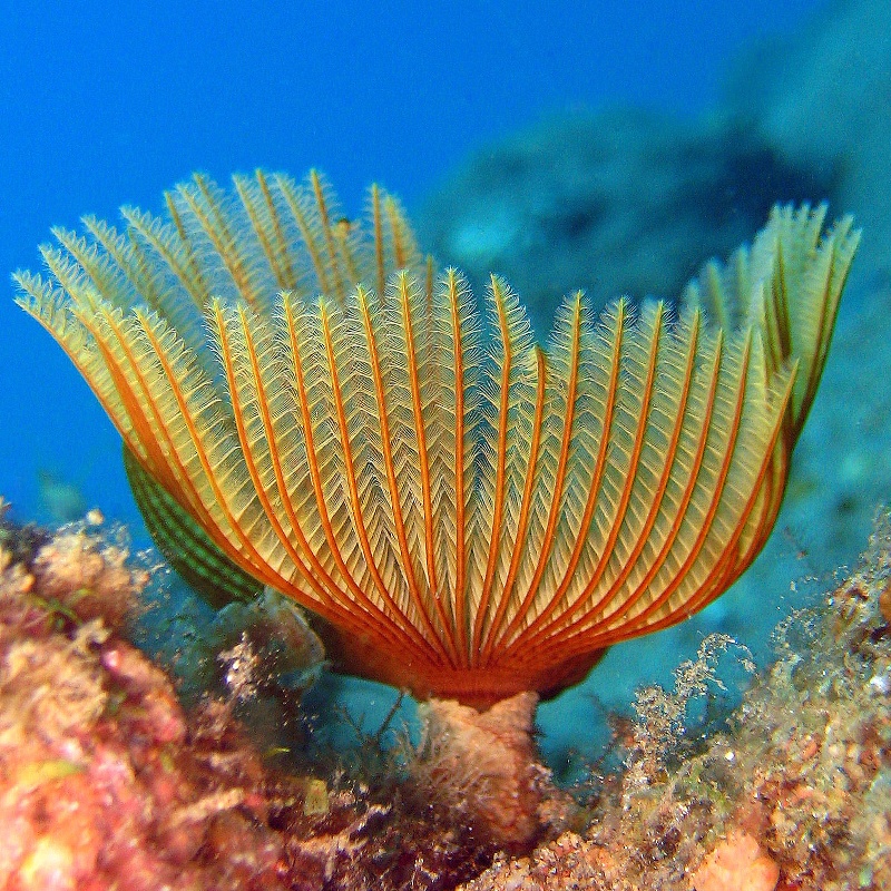 Трубчатый червь. Трубчатый червь.