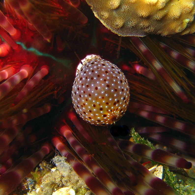 Полосатый диадемовый морской еж Полосатый диадемовый морской еж