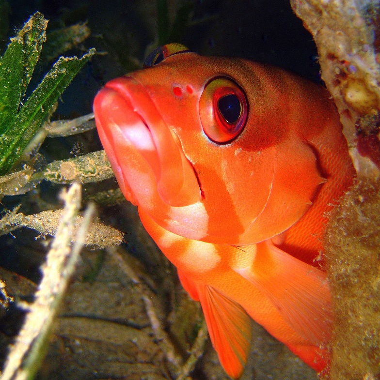 Краснополосый групер. Краснополосый групер.