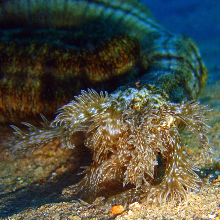 Полосатая голотурия. Полосатая голотурия.