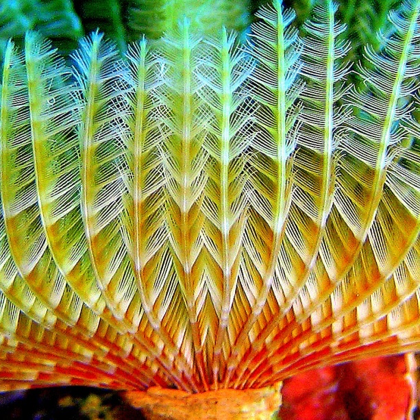 Индийский трубчатый червь. Индийский трубчатый червь.