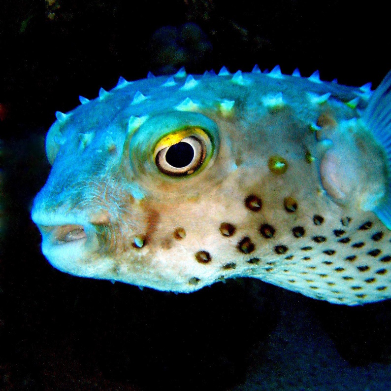 Рыба - ёж. Рыба - ёж.