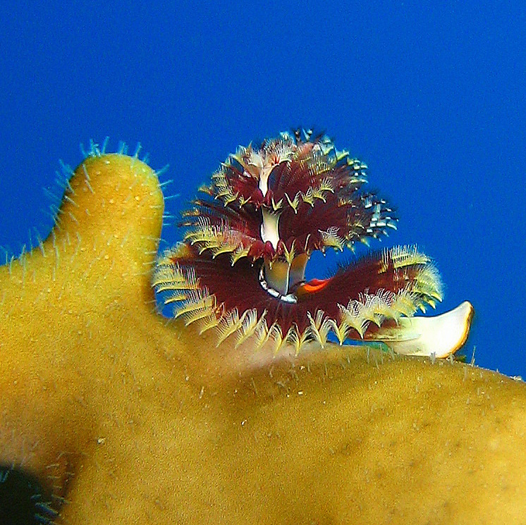 Червь Новогодняя ёлка. Червь Новогодняя ёлка.