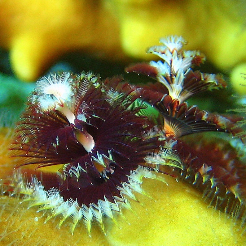 Червь Новогодняя ёлка. Червь Новогодняя ёлка.